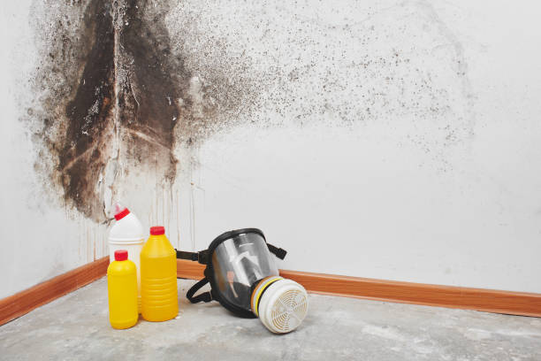 Best Water Damage Restoration  in Roslyn Estates, NY