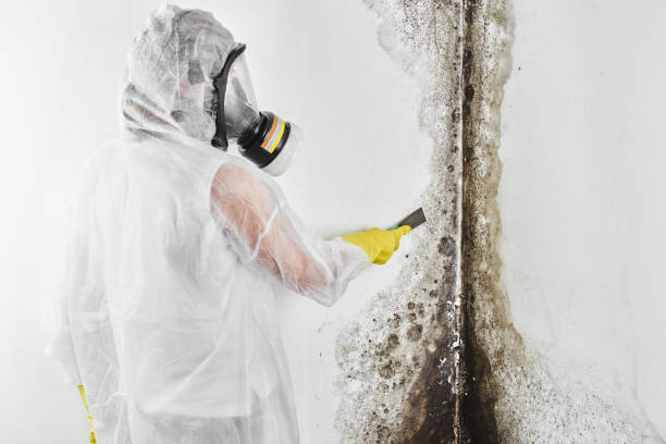 Best Residential Mold Removal  in Roslyn Estates, NY