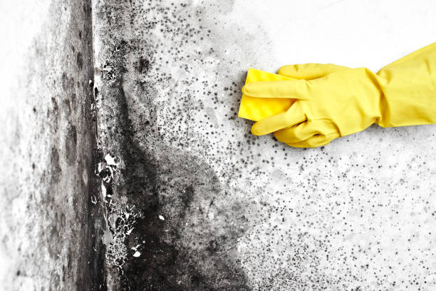 Best Mold Cleaning Services  in Roslyn Estates, NY