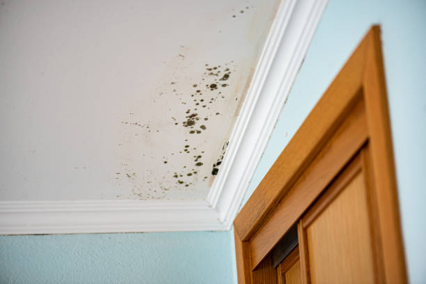 Best Mold Testing  in Roslyn Estates, NY
