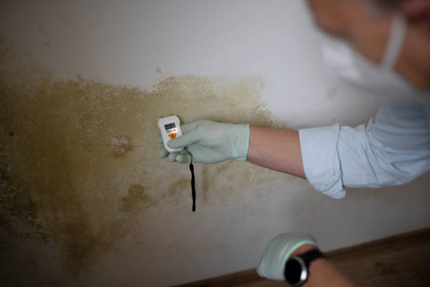 Best Mold Removal Company Near Me  in Roslyn Estates, NY