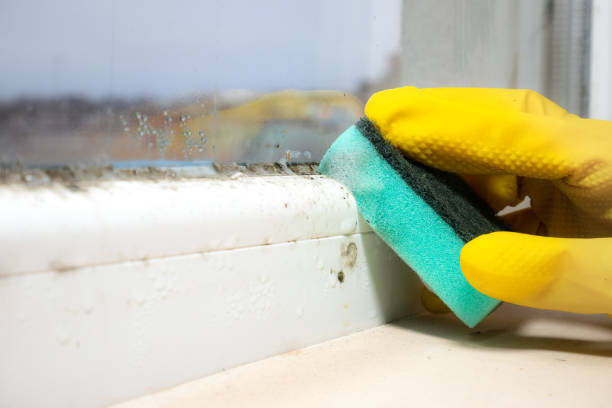 Best Mold Damage Repair  in Roslyn Estates, NY