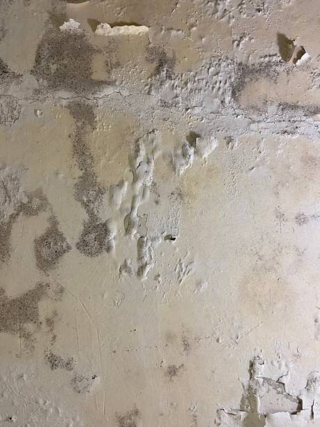 Best Home Mold Removal  in Roslyn Estates, NY