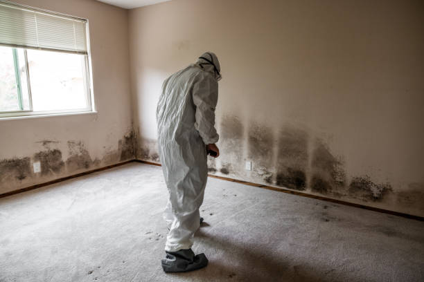 Best Toxic Mold Removal  in Roslyn Estates, NY