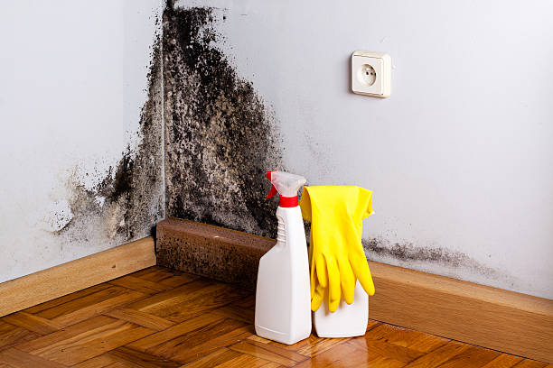 Best Mold Remediation Services  in Roslyn Estates, NY