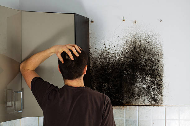 Mold Removal Process in Roslyn Estates, NY