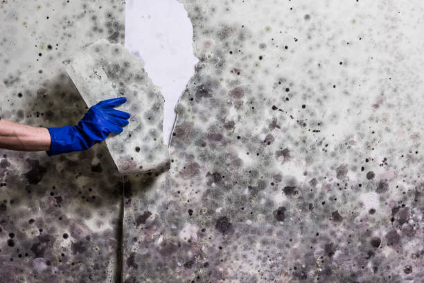 Best Home Mold Removal  in Roslyn Estates, NY