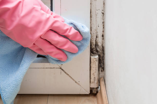 Best Black Mold Removal  in Roslyn Estates, NY