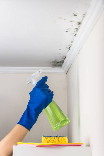 Best Black Mold Removal  in Roslyn Estates, NY